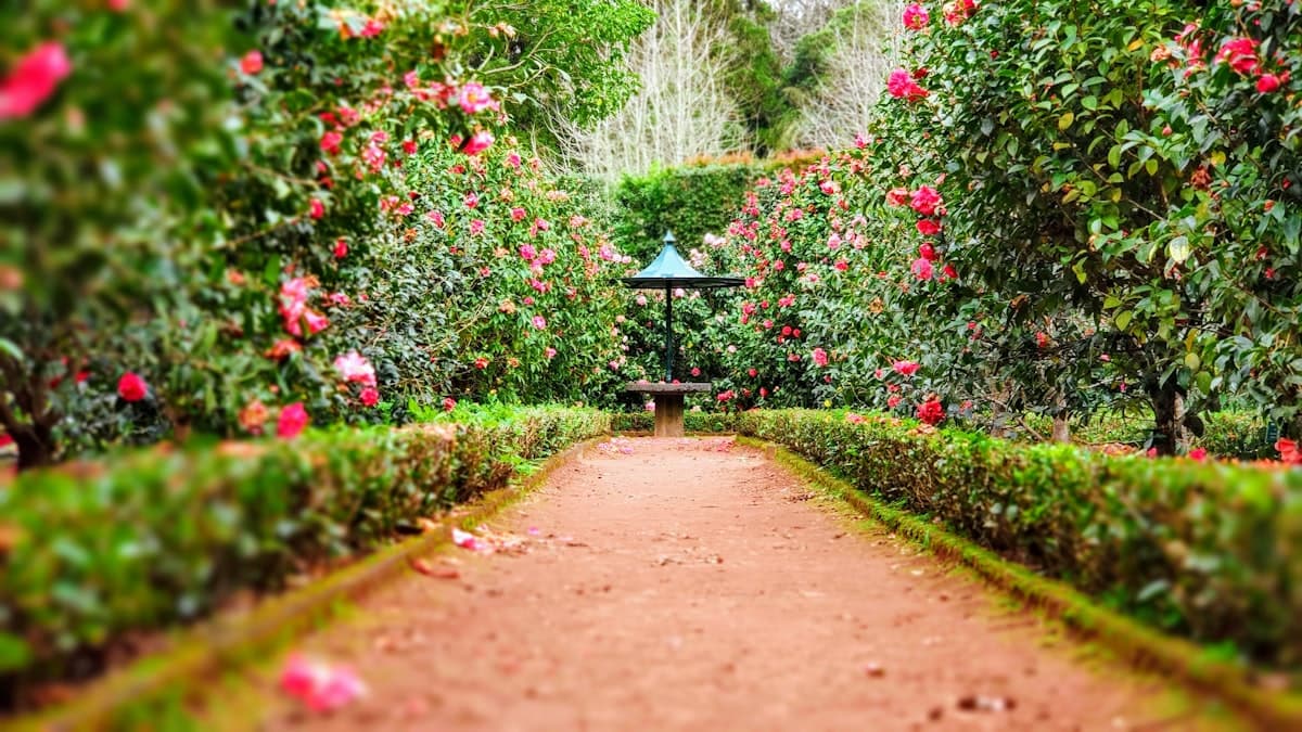 Jardin au matin — lieu fréquent de perte d'objet